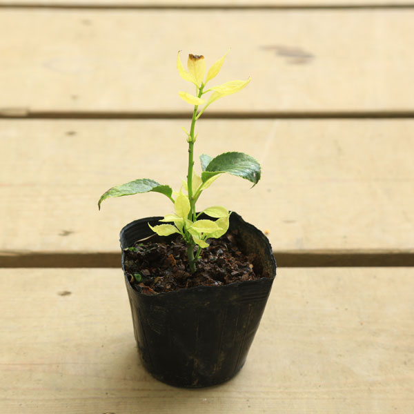 �����ġ������ġ��ϥʥ�����*�ʤϤʤ������˲�ȵ�������ա����ڡʥ᥹�ڡ˲���ϥʥ�����