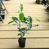 ġʤҡ*ʥɥ롡֥ʥ֤ʤ