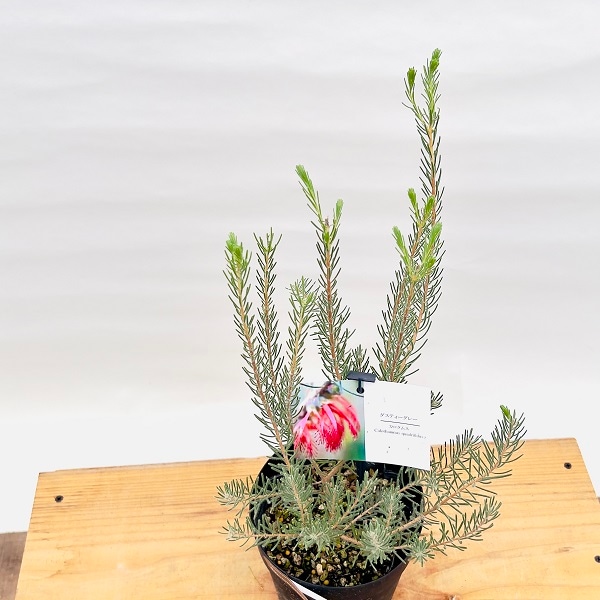 おしゃれ 観葉植物 花苗：カロタムス ダスティーグレー*5号 オージー