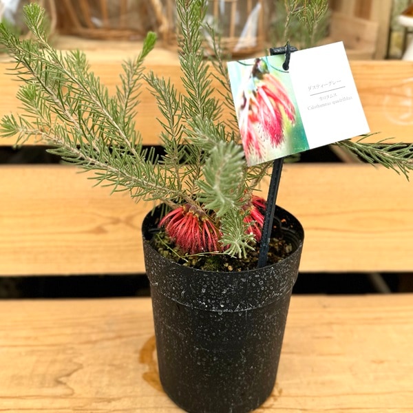 おしゃれ 観葉植物 花苗：カロタムス ダスティーグレー*5号 オージー