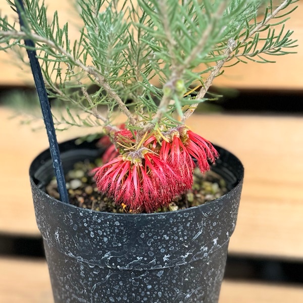 おしゃれ 観葉植物 花苗：カロタムス ダスティーグレー*5号 オージー