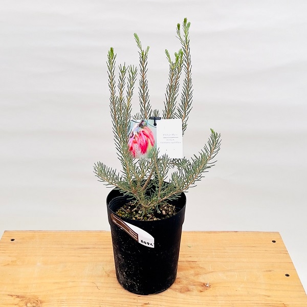 おしゃれ 観葉植物 花苗：カロタムス ダスティーグレー*5号 オージー