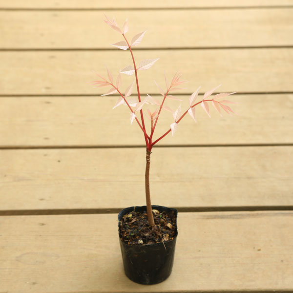 �����ġ����ʡ���������ե�ߥ󥴡ʥ�������*�����ο��դ�������