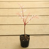 �����ġ����ʡ���������ե�ߥ󥴡ʥ�������*�����ο��դ�������