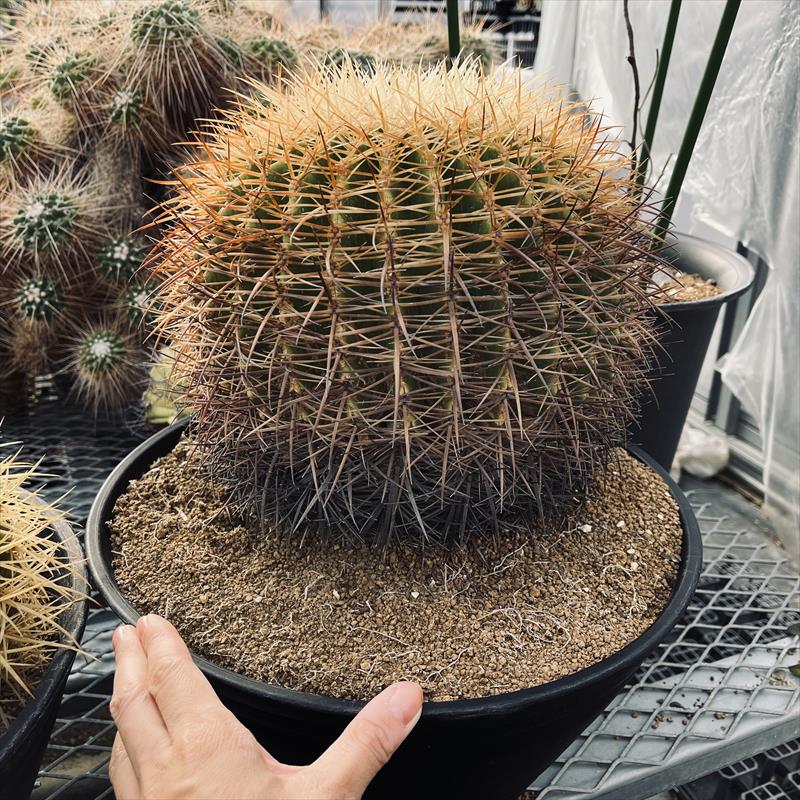 サボテン：エキノカクタス 白刺金鯱*幅22cm 現品！一品限り