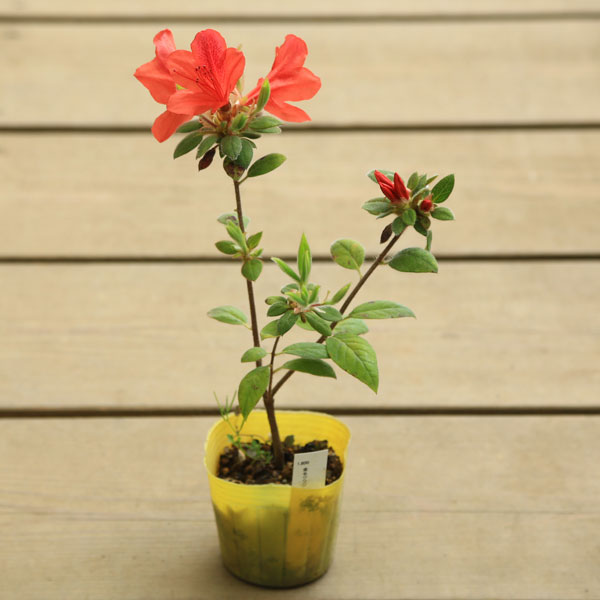 梅花ツツジ 盆栽 専用 梅花ツツジ 盆栽