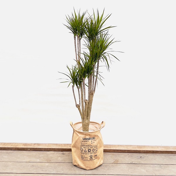 おしゃれ 観葉植物：ドラセナ コンシンネ ランドリーカバー*大型佐川便