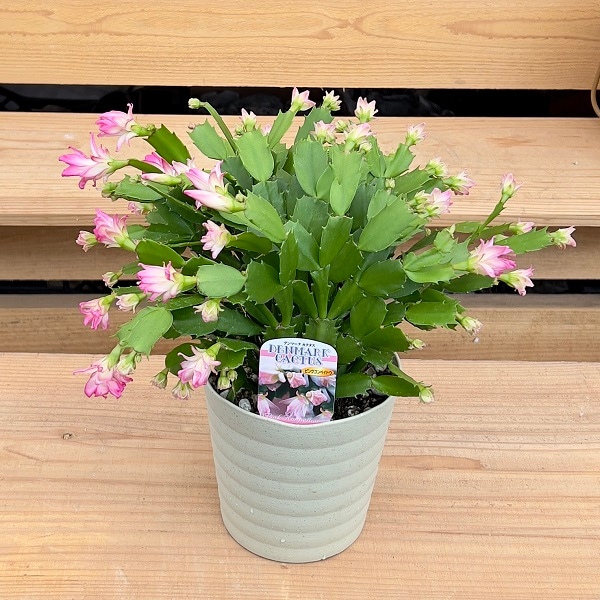 おしゃれ 観葉植物 選べる：デンマークカクタス コンペイトウ *5号