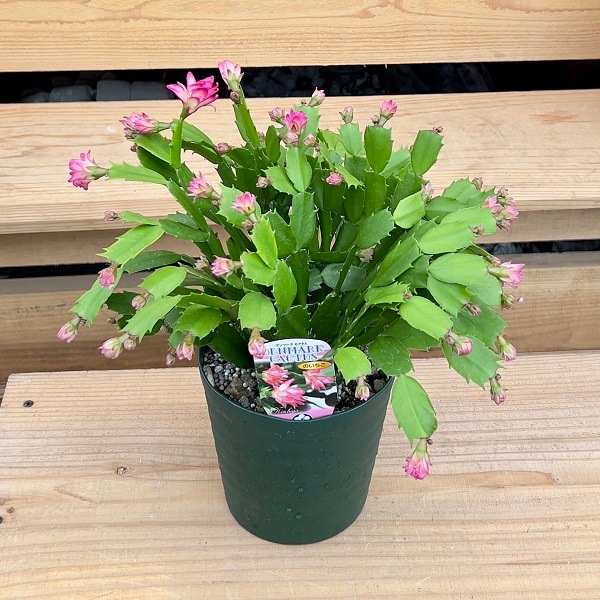 おしゃれ 観葉植物 選べる：デンマークカクタス コンペイトウ *5号