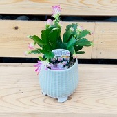 ������� ���տ�ʪ���ǥ�ޡ����������� ����ڥ��ȥ� ȭ����*����ڤ��Ȥ� ��ʿ��