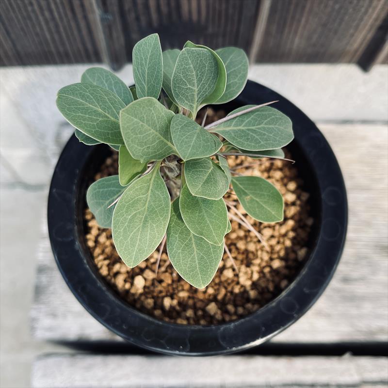 フォークイエリア　ディグエッティ　抜き苗 フォークイエリア ディグエッティ | GREEN LUCK