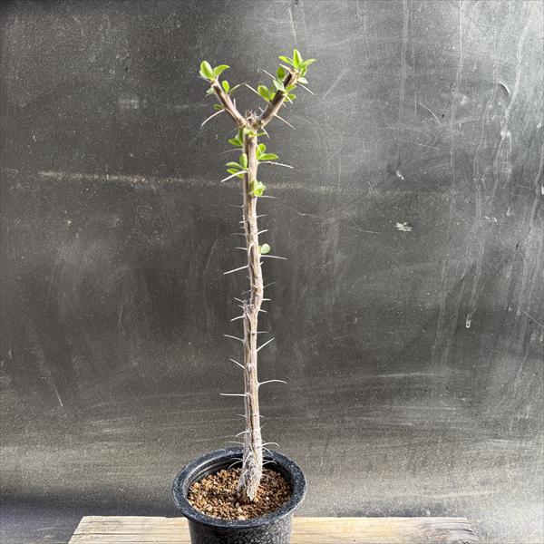 コーデックス：フォークイエリア ディグエッティ 実生*葉幅7cm