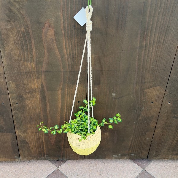 観葉植物 選べる：フィカス プミラ*吊り鉢カバーS 組合わせ自由 | 観葉