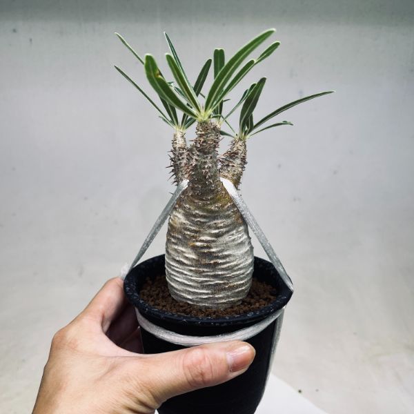 塊根植物 グラキリス 塊根植物】パキポディウム グラキリス15【多分発根株・コーデックス