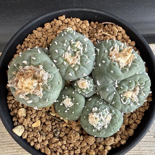 サボテン：ロフォフォラ 銀冠玉モンスト*幅8cm 現品！一品限り