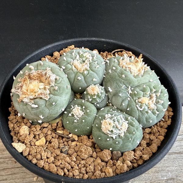 サボテン ロホホラ 疣銀冠 モンスト サボテン：ロフォフォラ 銀冠玉モンスト*幅8cm 現品！一品限り