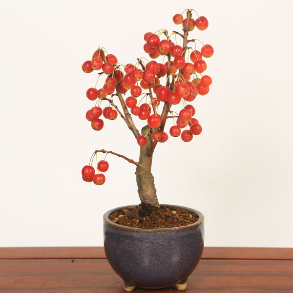 小品盆栽：深山かいどう(信楽焼鉢)*実物盆栽花物盆栽bonsai | すべての