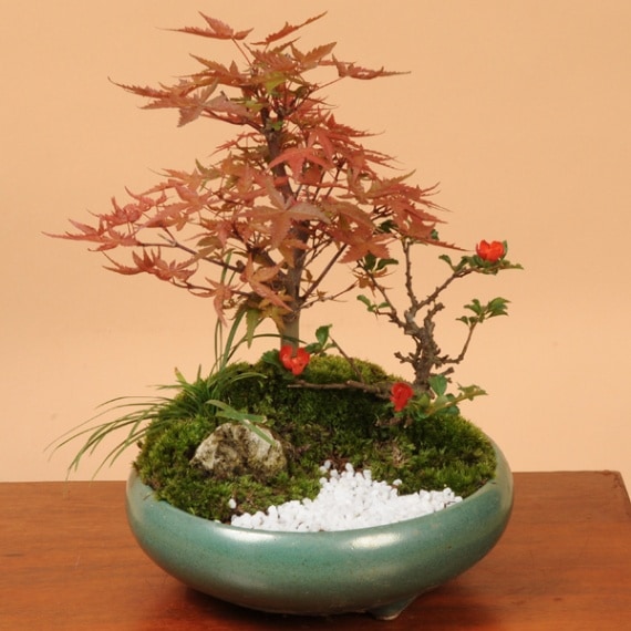 ●B 出猩々紅葉 出猩々もみじ 紅葉盆栽 もみじ盆栽 楓 カエデ 出猩々紅葉 出猩々もみじ 紅葉盆栽 もみじ盆栽 楓 カエデ ○B 出猩々