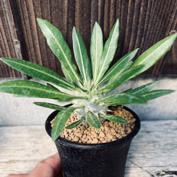 �����ǥå������ѥ��ݥǥ����ࡡ�֥�ӥ���å���hyb.*������2.5���