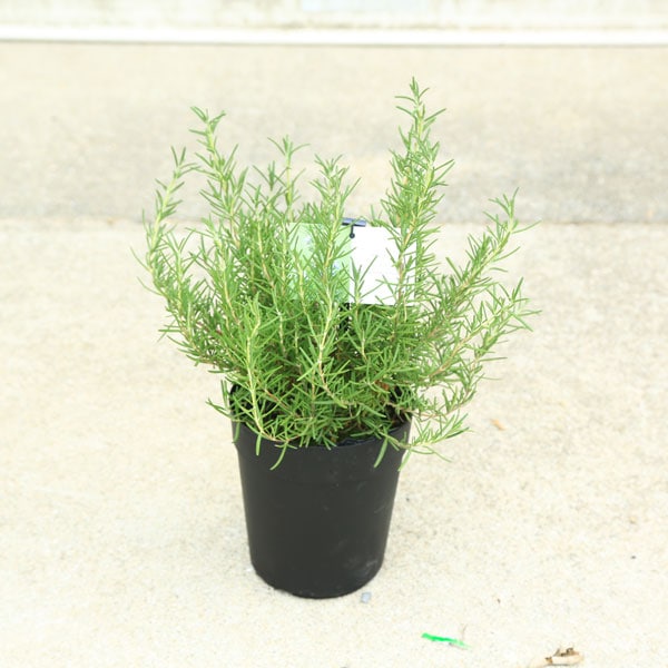 �����ġ������ġ��������ޥ꡼(�ޥ��֥롼)�������ޤ꡼��Ω����