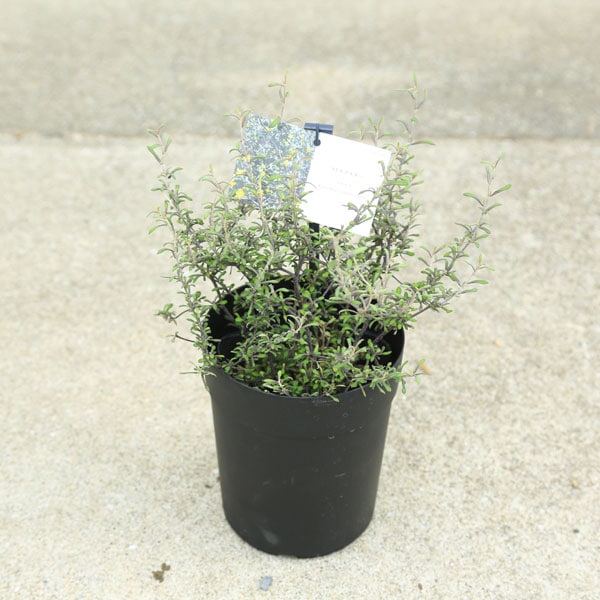 �����ġ������ġ��������������ȥͥ�������*������ݥå�