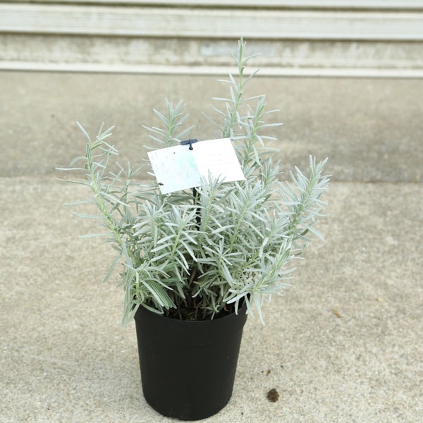 ���ڡ����ڡ��ġ���٥�����ʥ����䡼����*5��