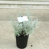 ���ڡ����ڡ��ġ���٥�����ʥ����䡼����*5��