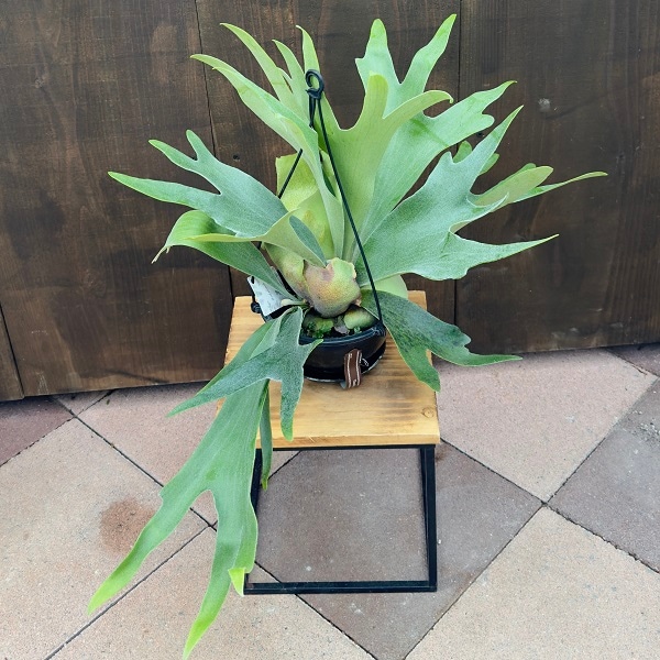 雪*花様 ビカクシダ アルキコルネ　斑入り 雪*花様 ビカクシダ アルキコルネ 斑入り 斑入りビカクシダ