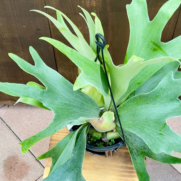 観葉植物：ビカクシダ コウモリラン アルキコルネ*アルシコルネ 5号 黒