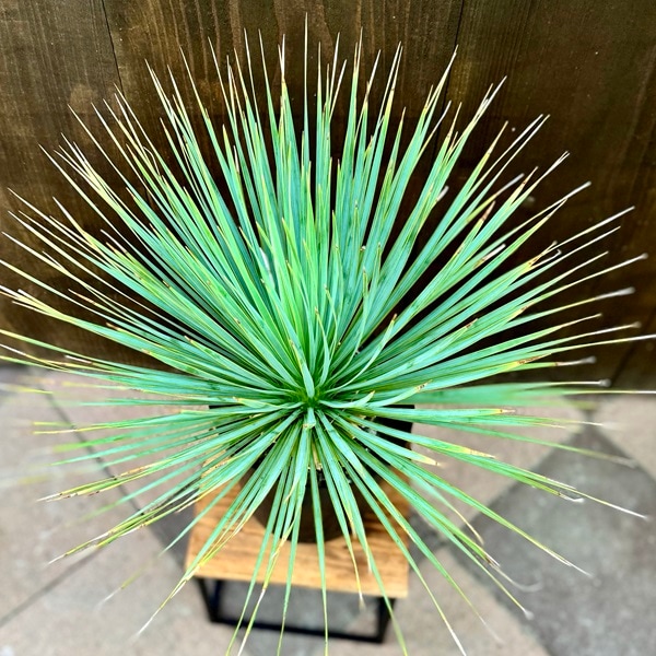 おしゃれ 観葉植物 苗：ユッカ ロストラータ*6号 Yucca rostrata