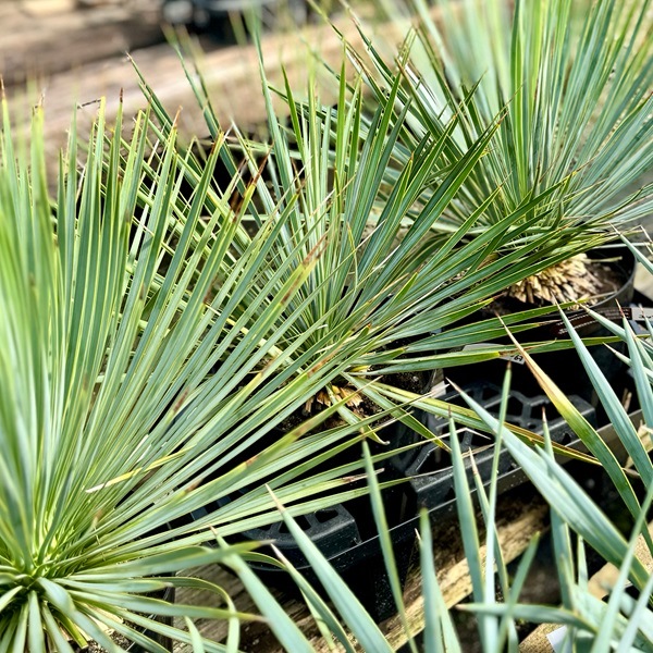 おしゃれ 観葉植物 苗：ユッカ ロストラータ*6号 Yucca rostrata
