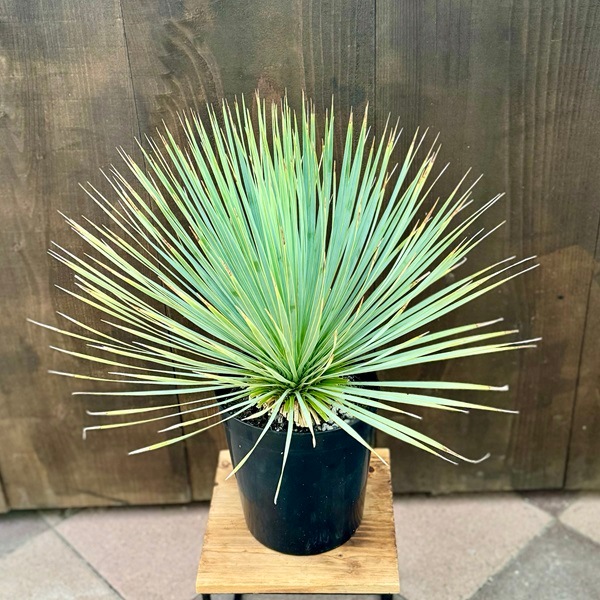 おしゃれ 観葉植物 苗：ユッカ ロストラータ*6号 Yucca rostrata
