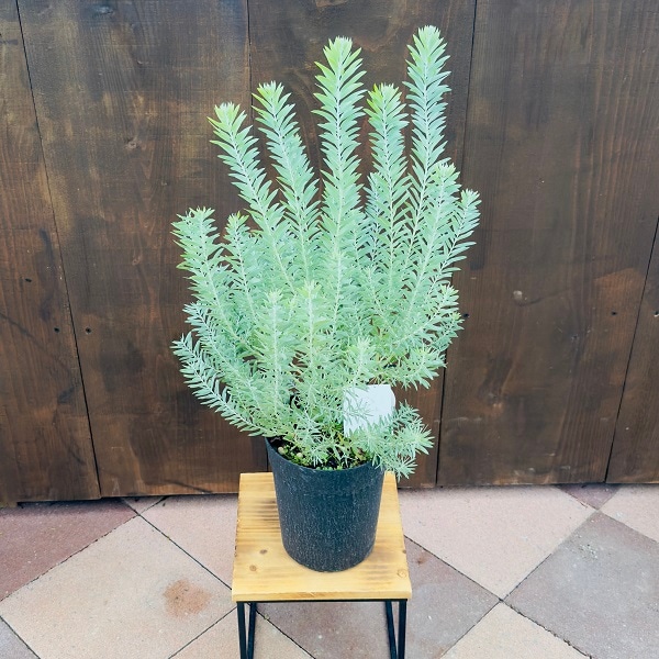 花苗 観葉植物：アカシア ブルーブッシュ*6号 | 観葉植物 | 遊恵盆栽 本店