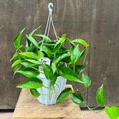 ������� ���տ�ʪ���ݥȥ����ƥ�Υ���å�*5�� �ߤ�ȭ