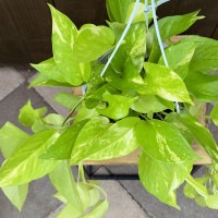 観葉植物：ポトス テルノかぐや*5号 吊り鉢 カグヤ | 観葉植物,吊り鉢