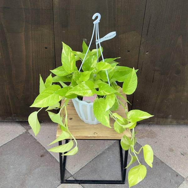 観葉植物：ポトス テルノかぐや*5号 吊り鉢 カグヤ | 観葉植物,吊り鉢