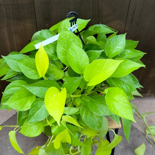 観葉植物　ポトス 再入荷しました 観葉植物 おしゃれ：ポトスMIX*6号 吊り鉢 : 遊恵盆栽