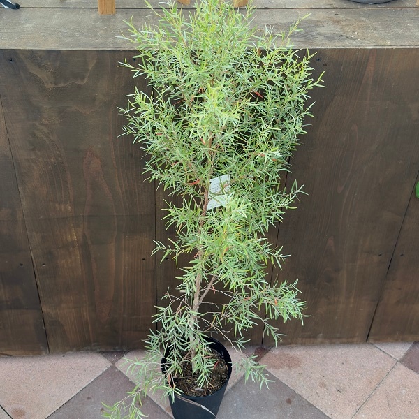 観葉植物 花苗：レプトスペルマム シルバーティーツリー*シルバー