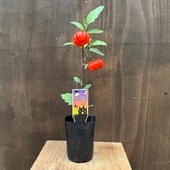 ���տ�ʪ �ġ�����ʥ� �ѥ�ץ���*�ϥʥʥ� �ѥ�ץ���ĥ꡼ �ϥ����������󤻿�����