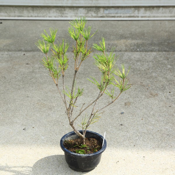 �ߺ��ġ������ġ��ؤ��ܾ��ʥ���Υι��*����Υ��־����ؤ����־�