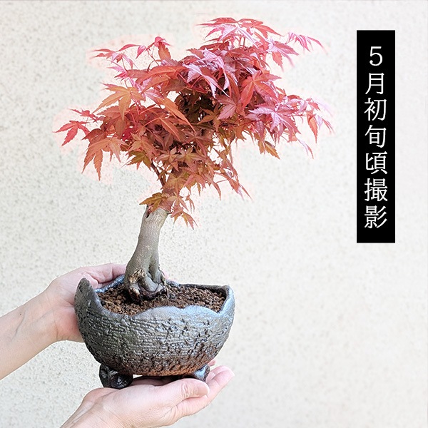 盆栽：特選出猩々もみじ(信楽焼鉢)*＜2025年落葉＞太幹bonsai【送料