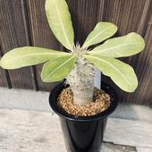 �����ǥå������ѥ��ݥǥ����� �������� ����*LL��������6���