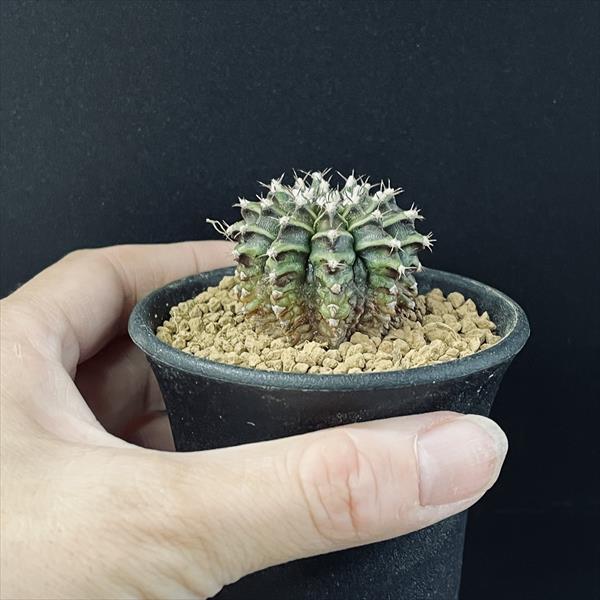 サボテン：ギムノカリキウム T-REX*S 幅4cm | サボテン＆多肉植物
