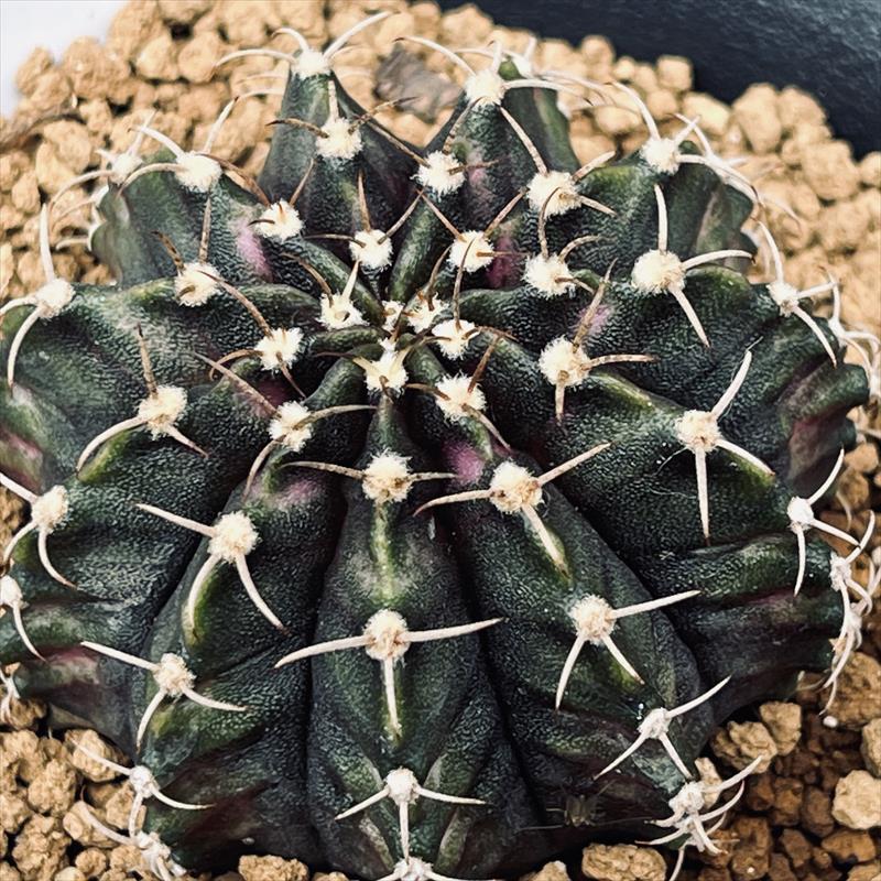 サボテン：ギムノカリキウム T-REX*S 幅4cm | サボテン＆多肉植物