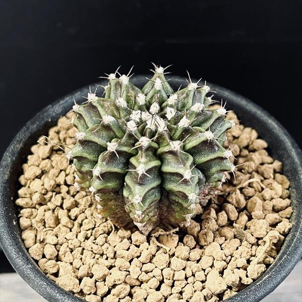 サボテン：ギムノカリキウム T-REX*S 幅4cm | サボテン＆多肉植物