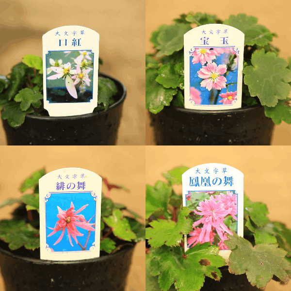 山野草】トキワシノブ【特大株】鉢ごと発送