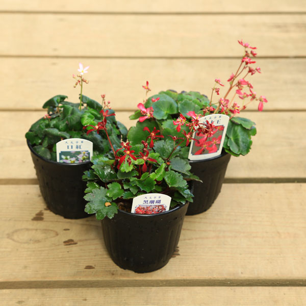 苗：山野草 大文字草 A* 各種 ダイモンジソウ だいもんじそう | すべて