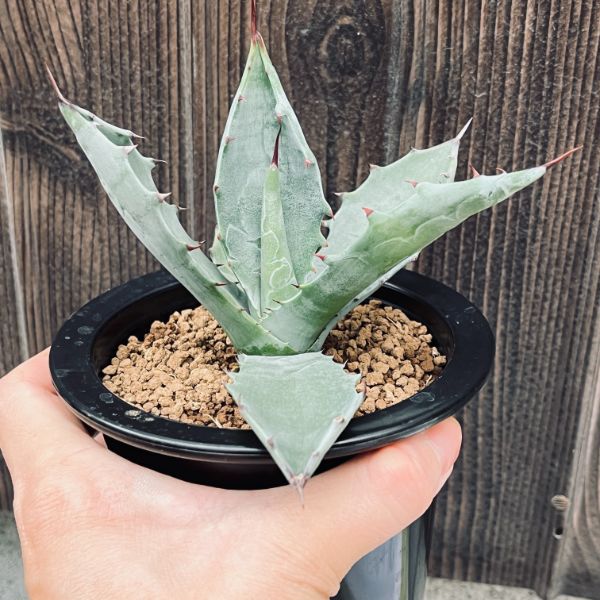 多肉植物：アガベ コロラータ*幅13cm 現品！一品限り | サボテン＆多肉