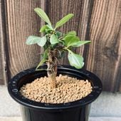 �����ǥå������ե����������ꥢ���ե���⥵������*����7cm