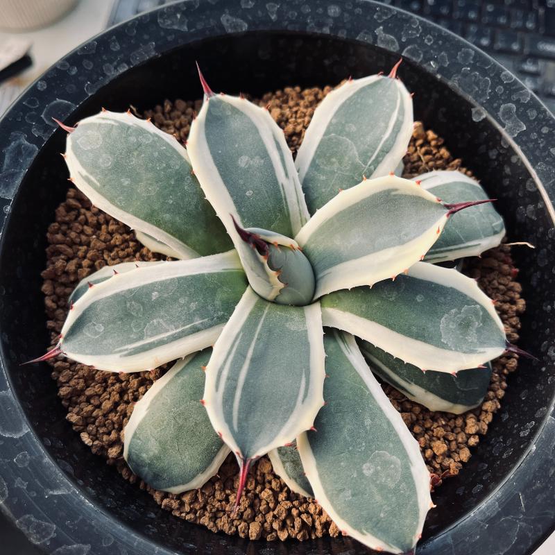 多肉植物：アガベ メリコ錦 クリームスパイク*幅14cm 現品！一品限り